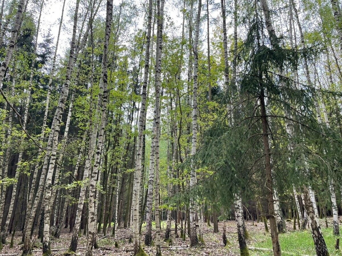 Lesy, Dvůr Králové nad Labem, 544 01, 4 294 m²