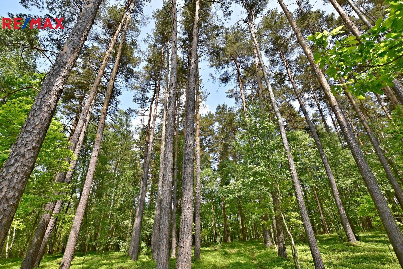 Lesy, Olešnice, 6 930 m²