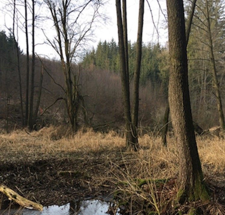 Lesy, Golčův Jeníkov, 582 82, 2 273 m²