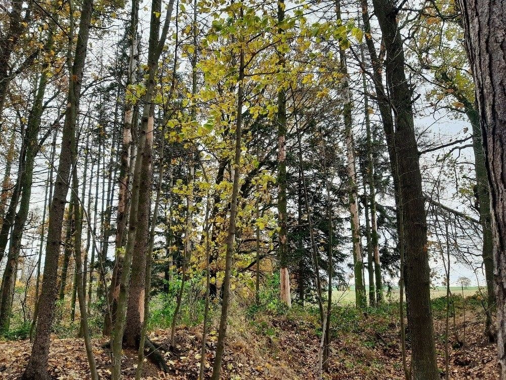 Lesy, Seč, 5 701 m²