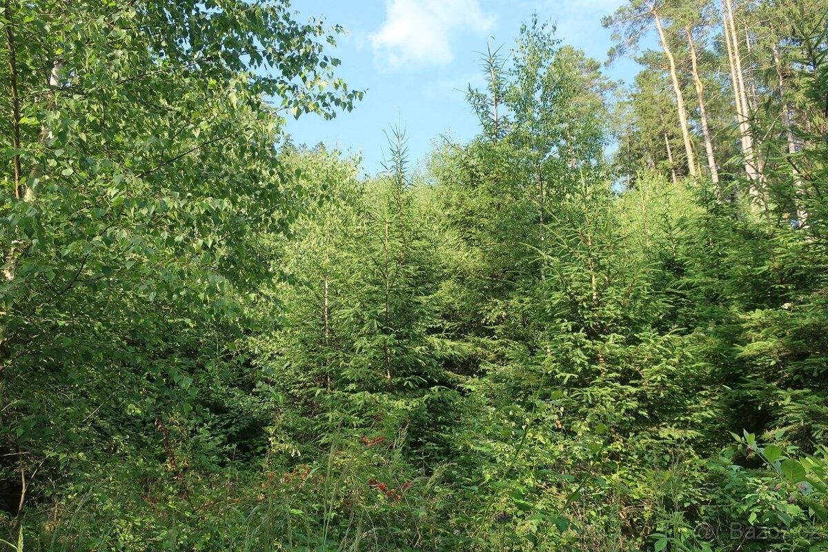 Prodej les - Velké Opatovice, 679 63, 4 542 m²