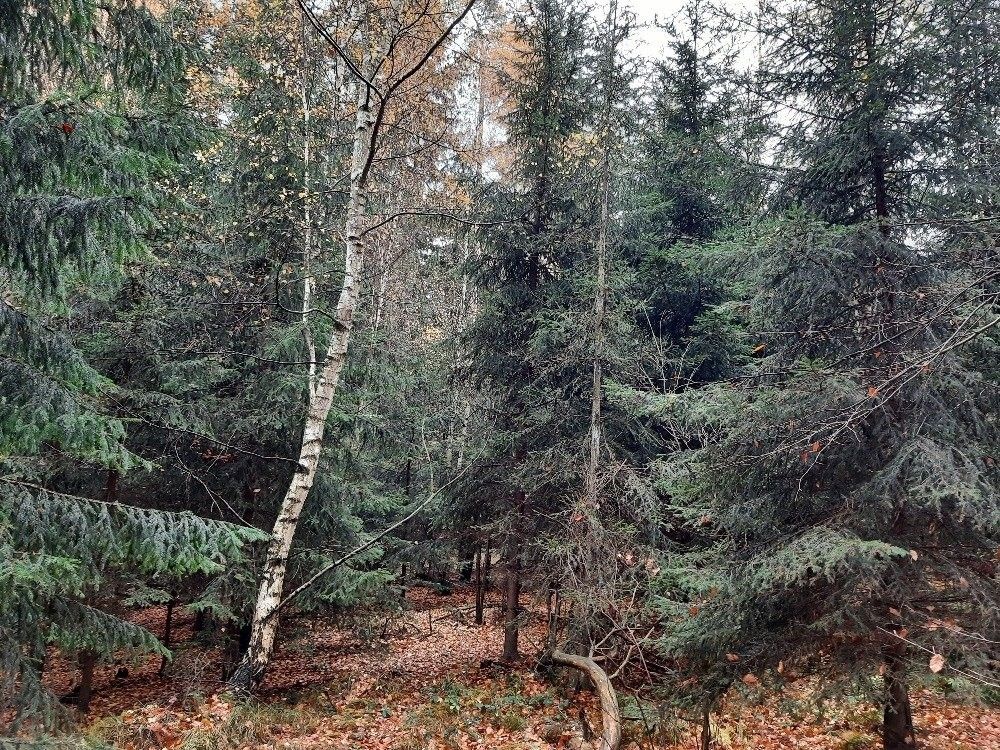 Lesy, Prachovice, 27 988 m²