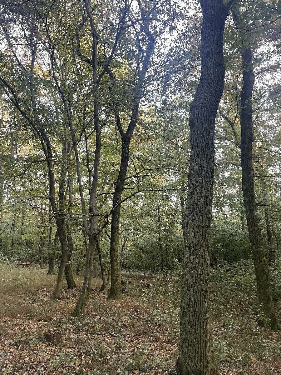 Lesy, Čejkovice, 696 15, 4 361 m²