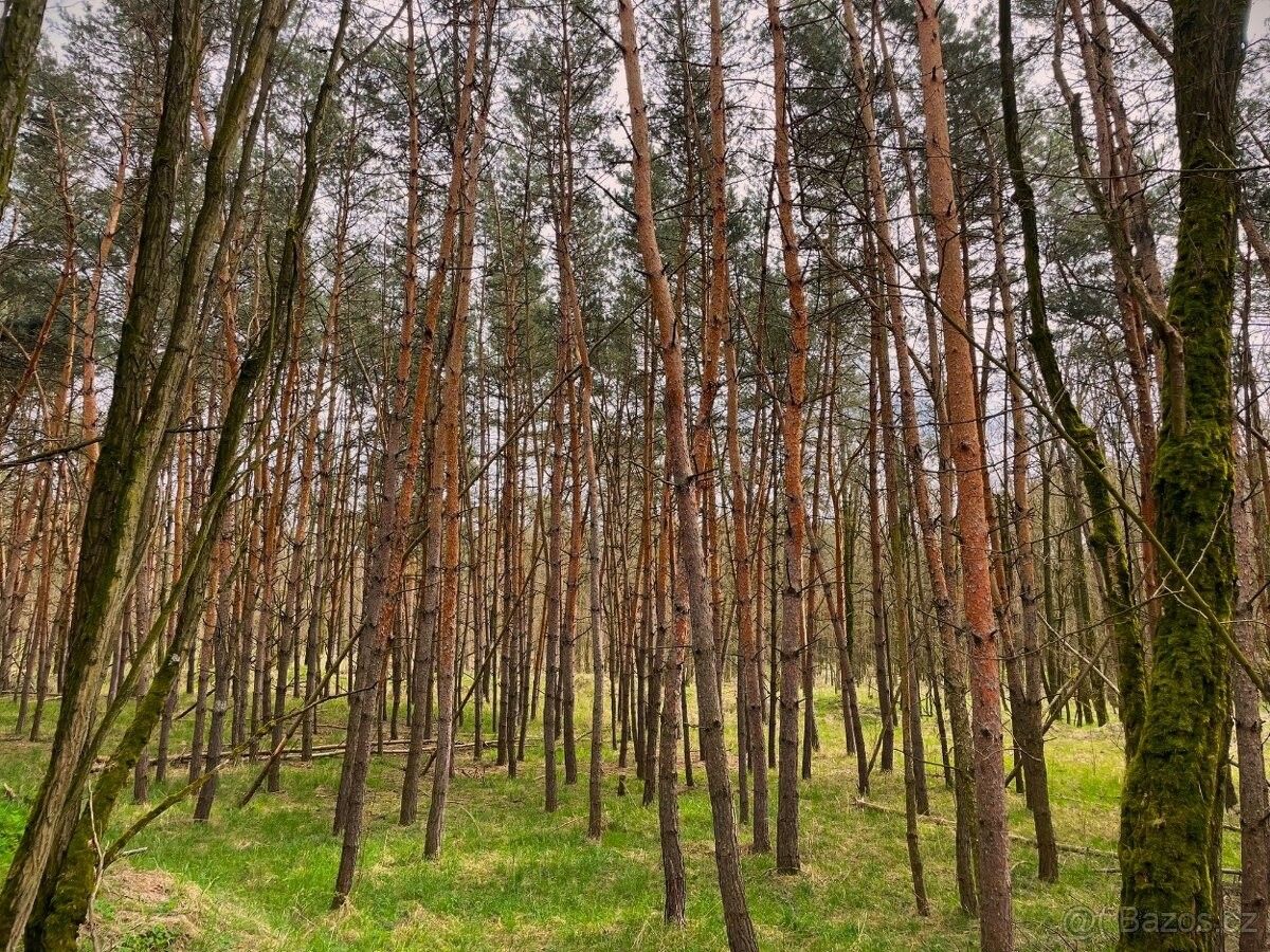 Lesy, Svatobořice, 696 04, 4 559 m²