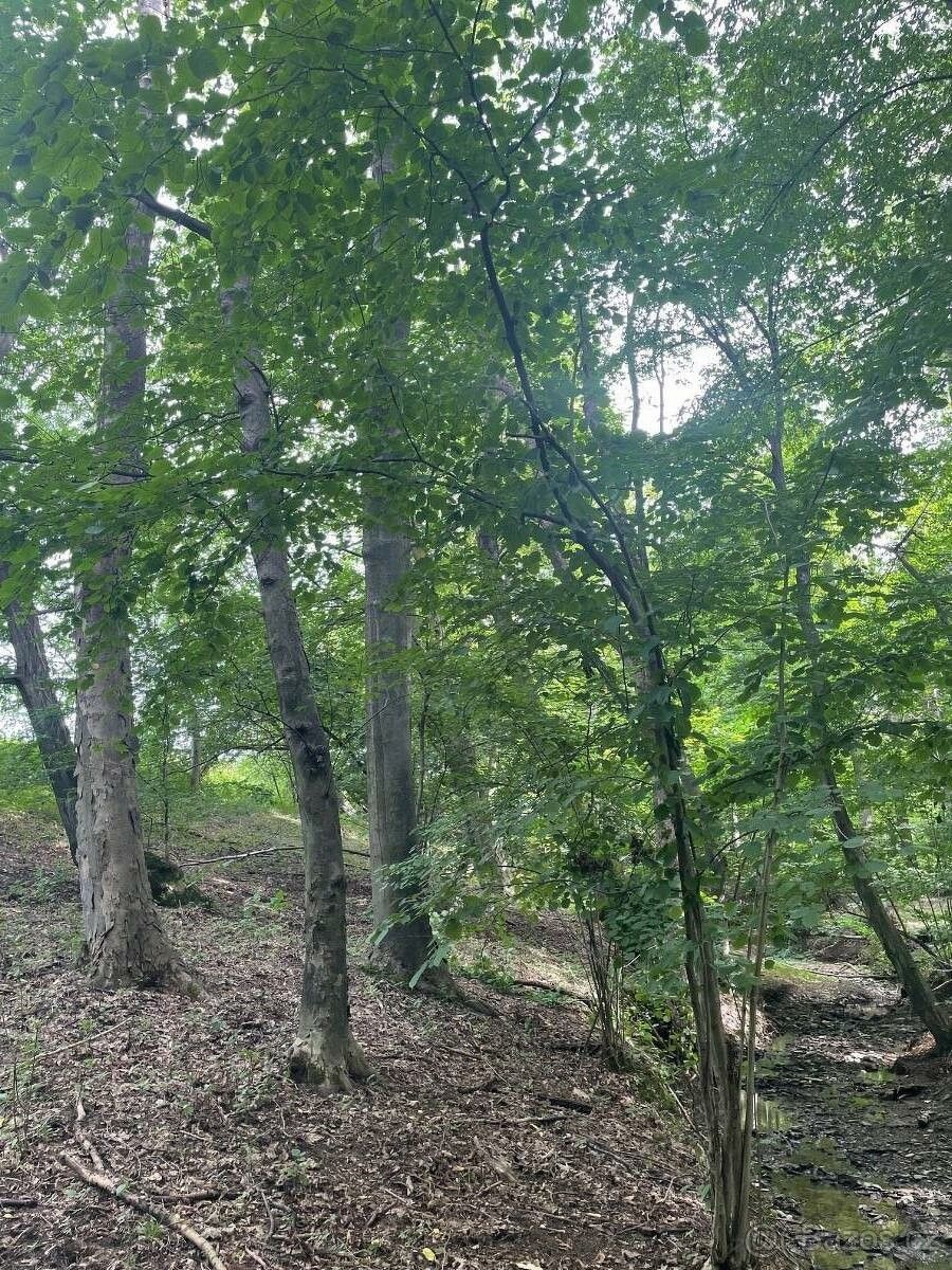 Lesy, Český Těšín, 737 01, 5 193 m²