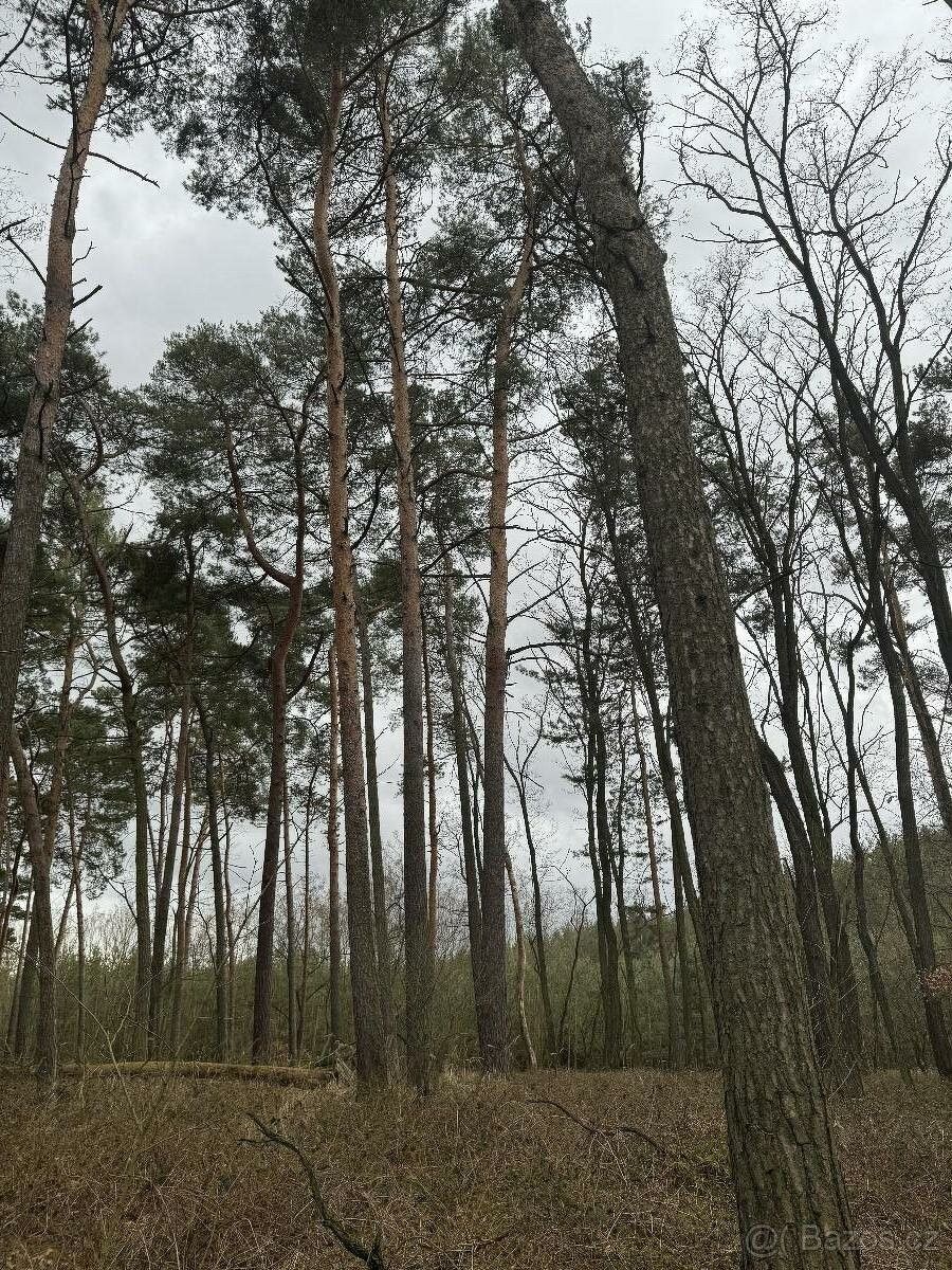 Lesy, Litoměřice, 412 01, 4 957 m²