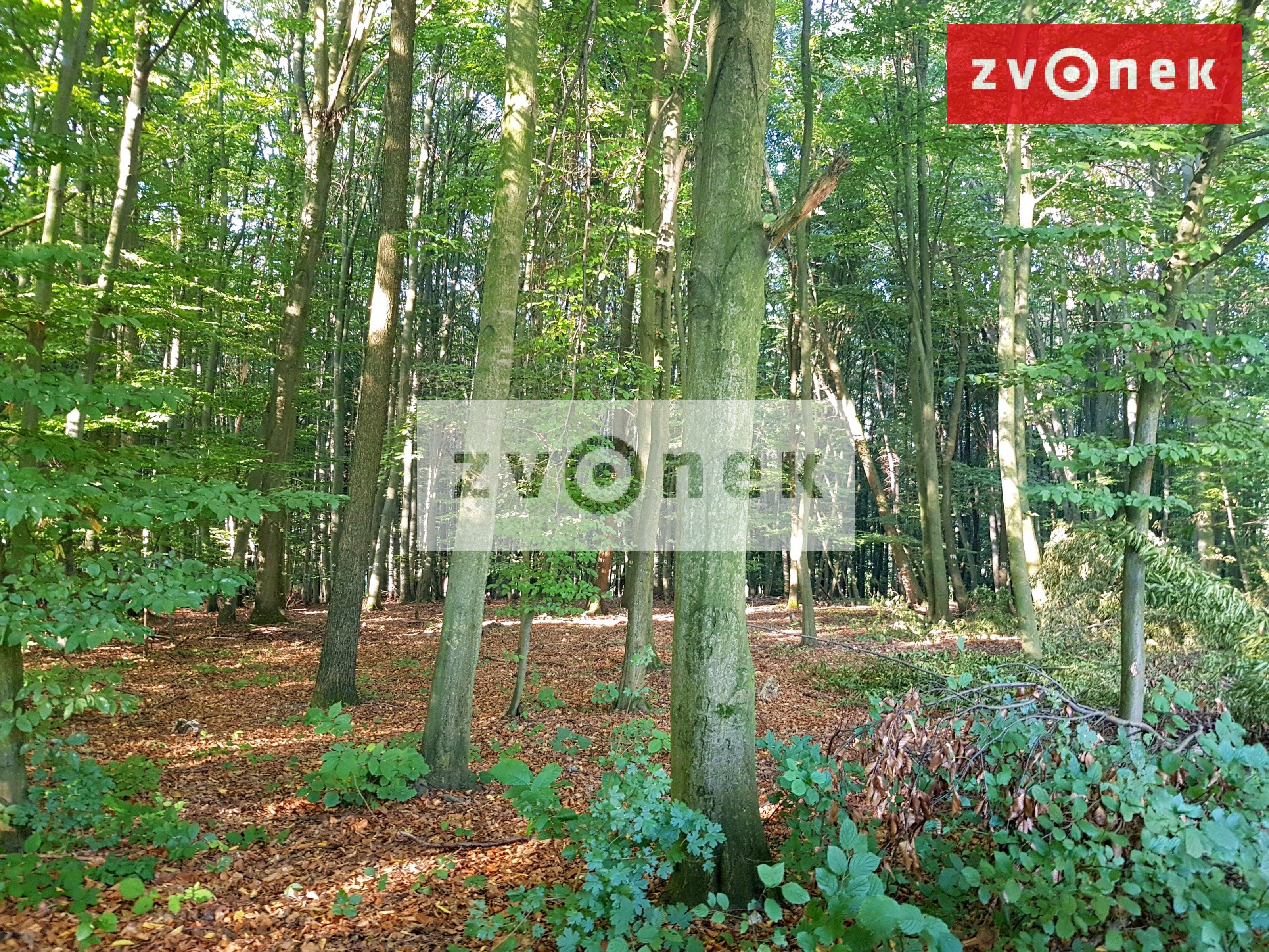 Prodej les - Slavičín, 76 779 m²