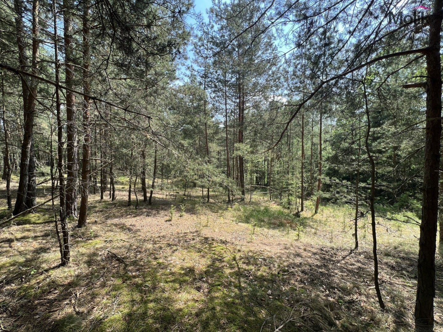 Lesy, Vrbno, Kadov, 2 123 m²