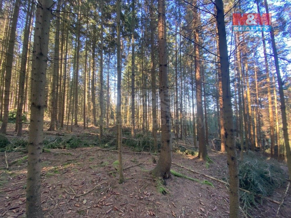 Prodej les - Řečice, 13 956 m²
