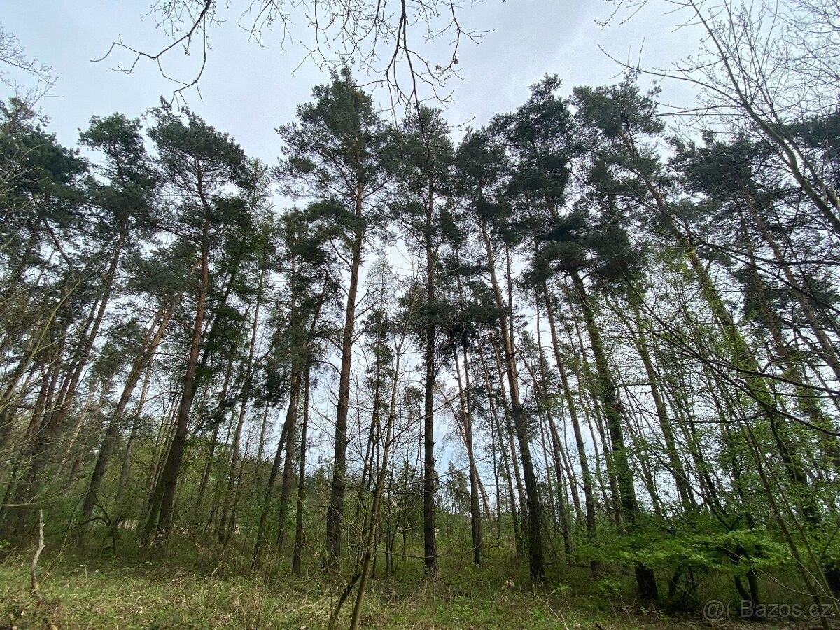 Lesy, Vysoké Mýto, 566 01, 5 359 m²