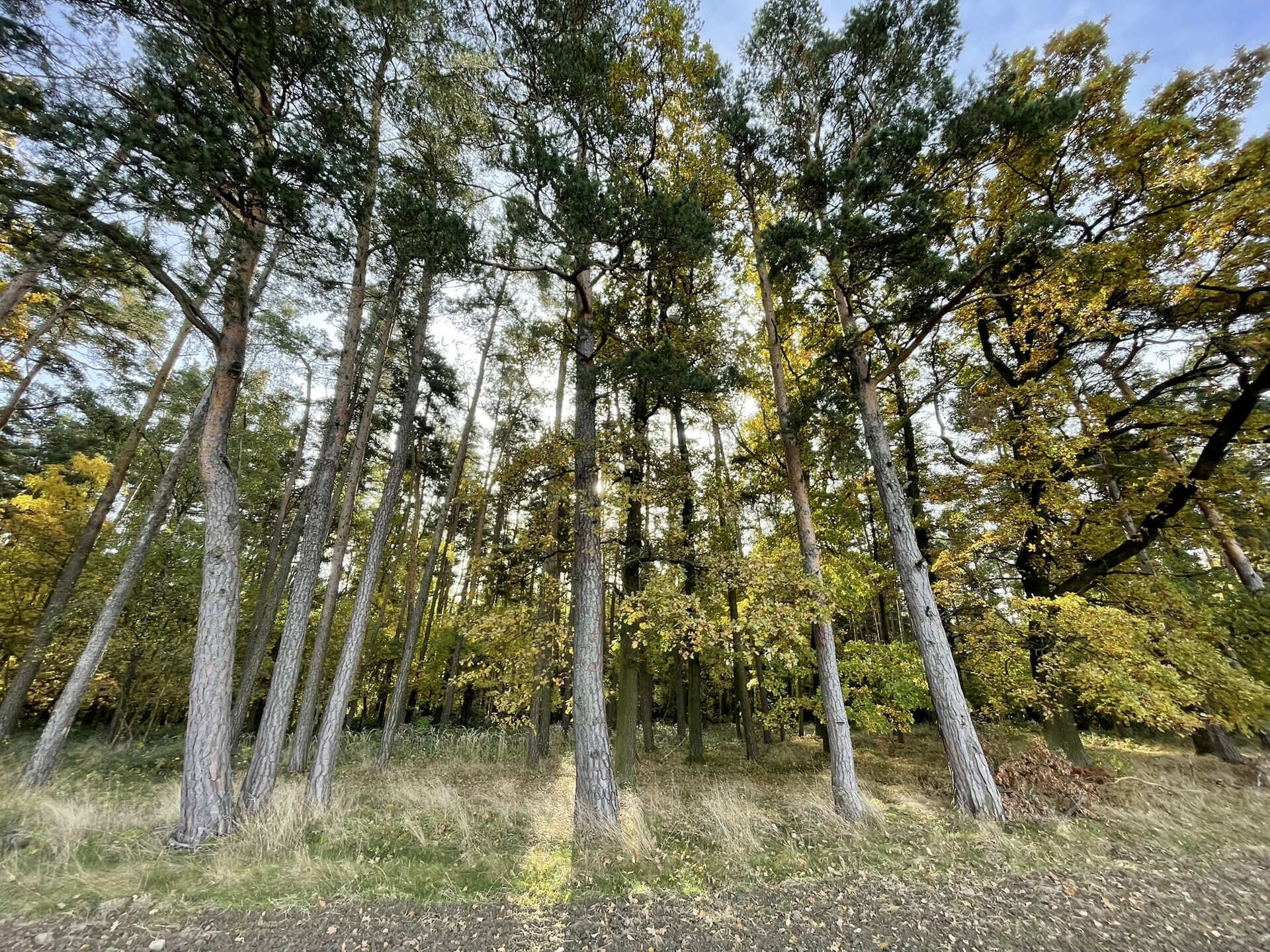 Les · 21 899 m² · Lipí Kaliště u Lipí - 4
