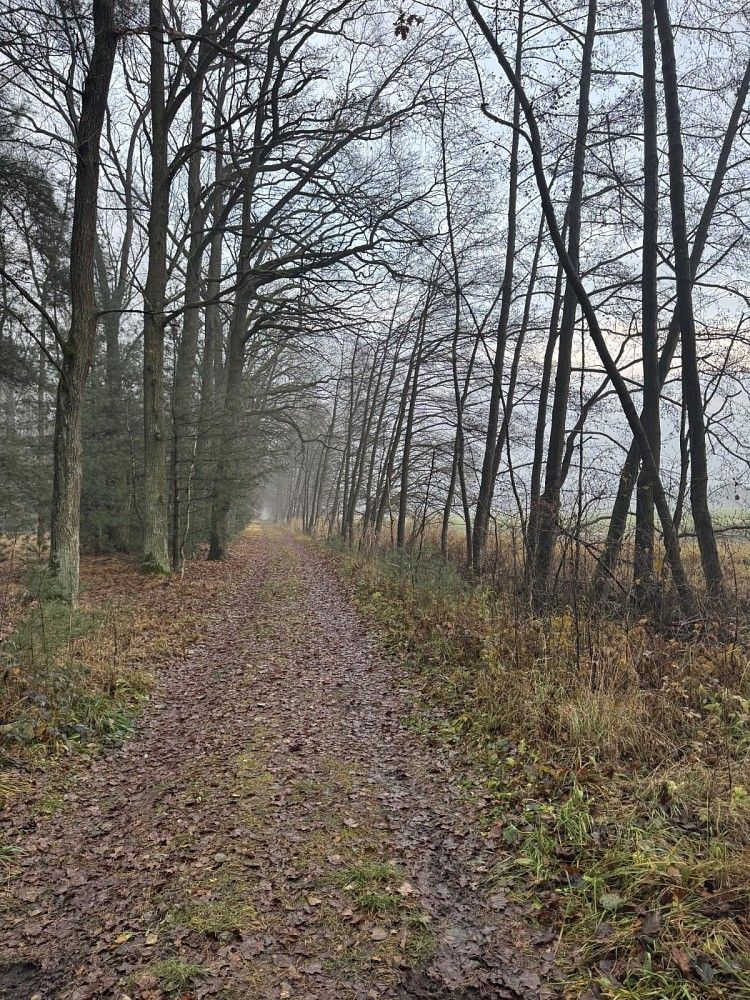 Les · Přelouč - Dolní Bělá, okres Pardubice, Pardubický kraj - 3