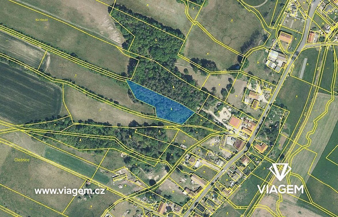 Les · Olešnice, okres Rychnov nad Kněžnou, Královéhradecký kraj - 3