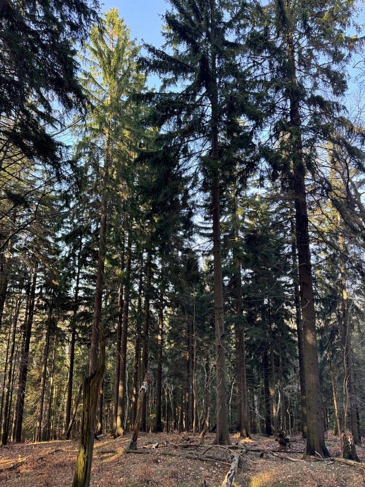 Prodej les - Proseč pod Ještědem - Milonice, okres Liberec, Liberecký kraj - 5
