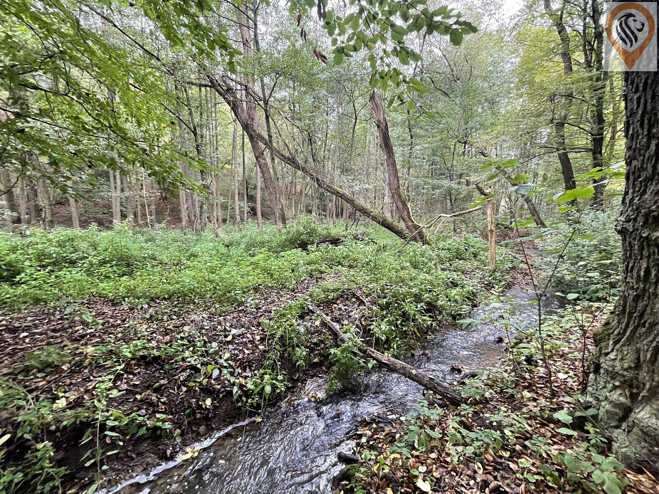 Les · Svárov, okres Kladno, Středočeský kraj - 3