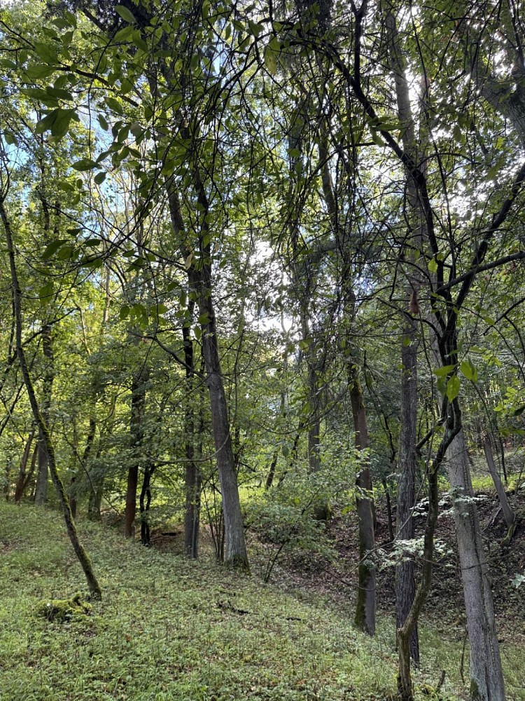 Les · Chorušice - 3
