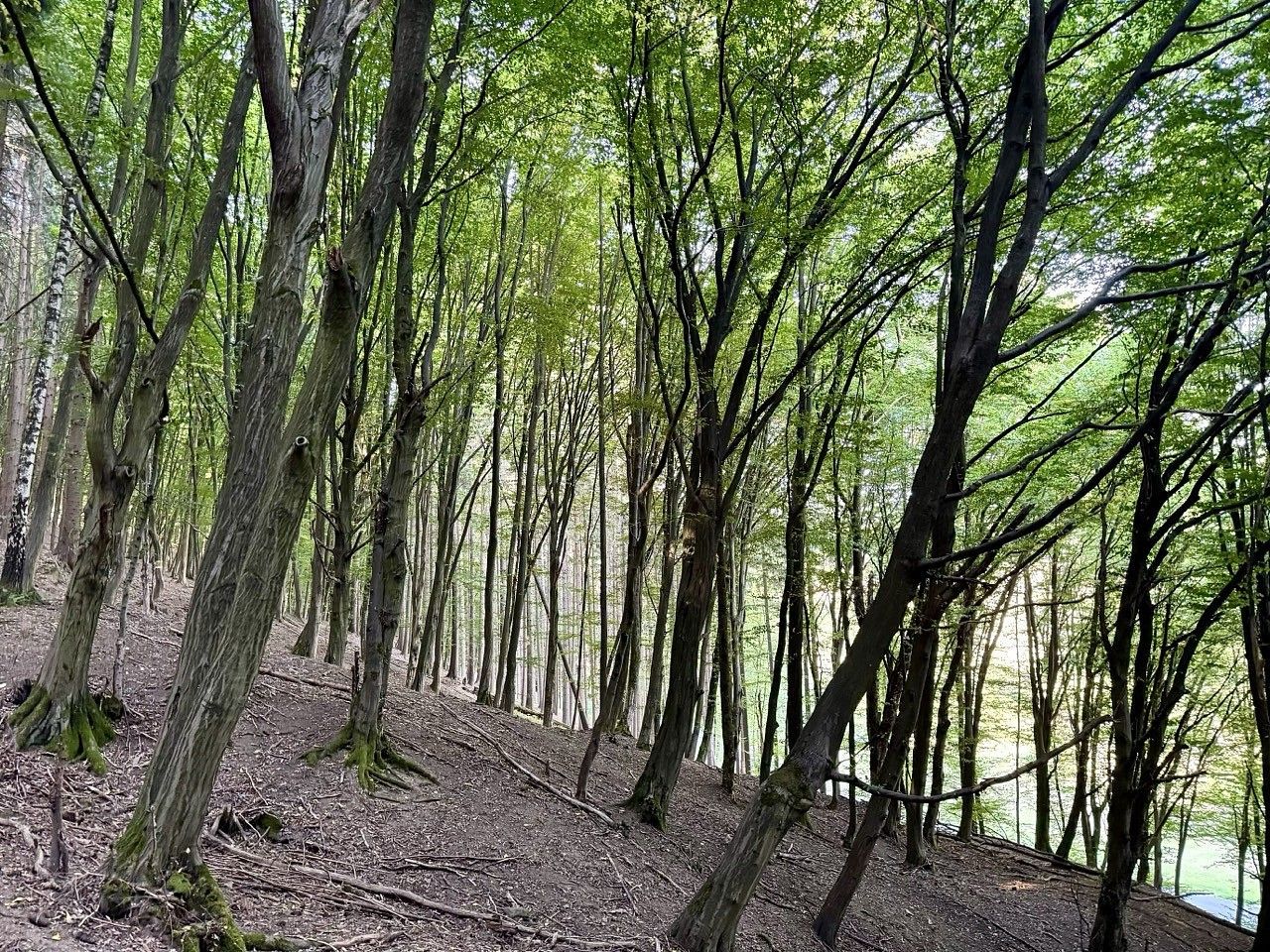 Lesy, Trnava, okres Zlín - 1