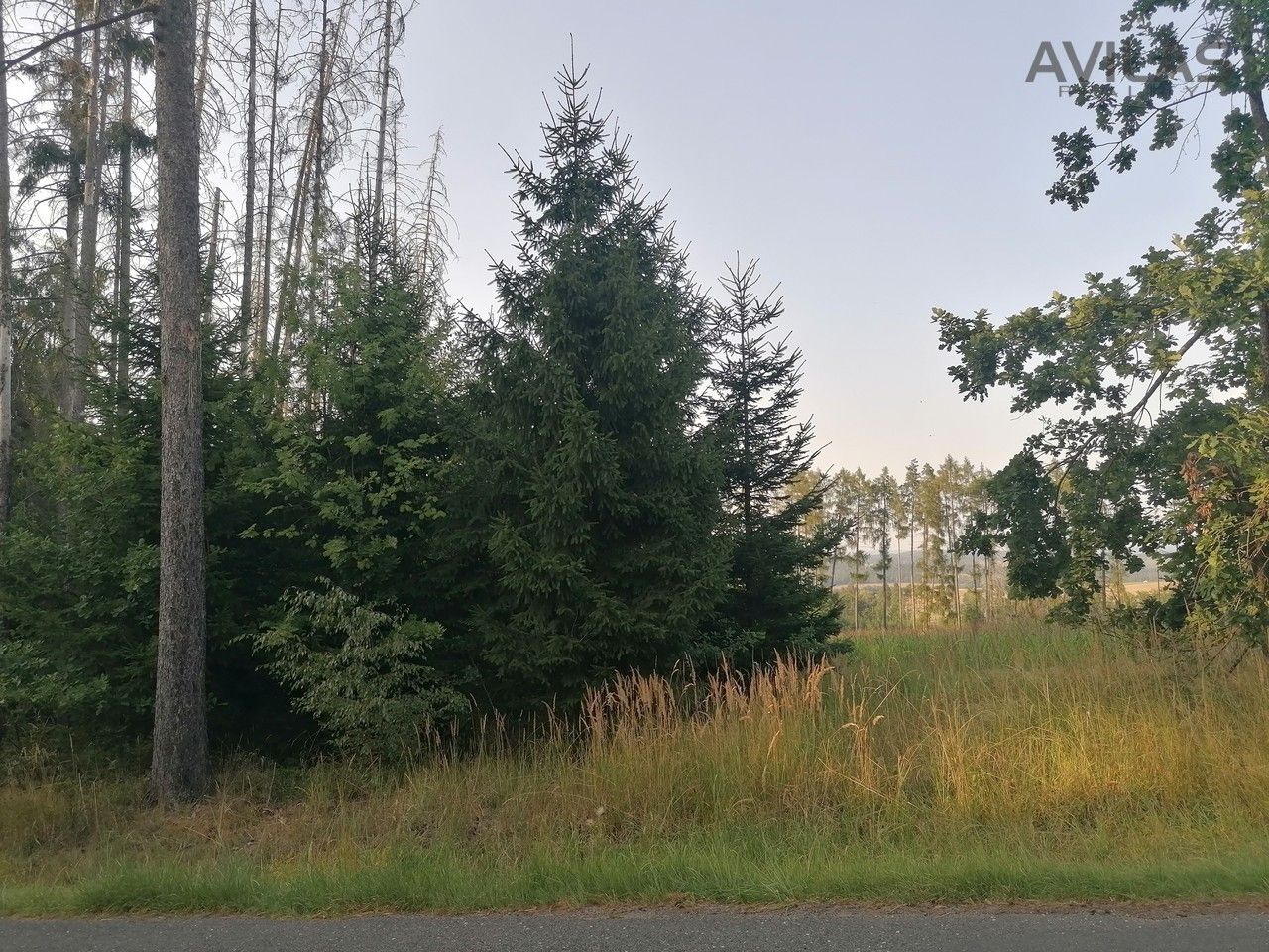 Prodej les - Jeníkov, Čechtice, 5 835 m²