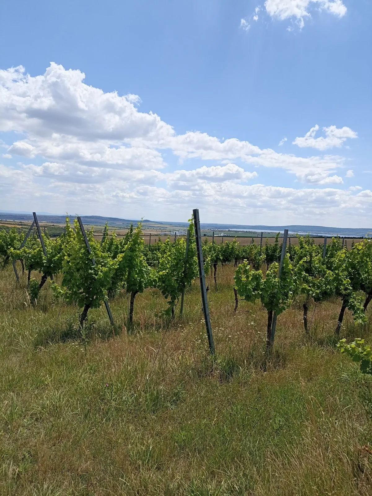 Ostatní