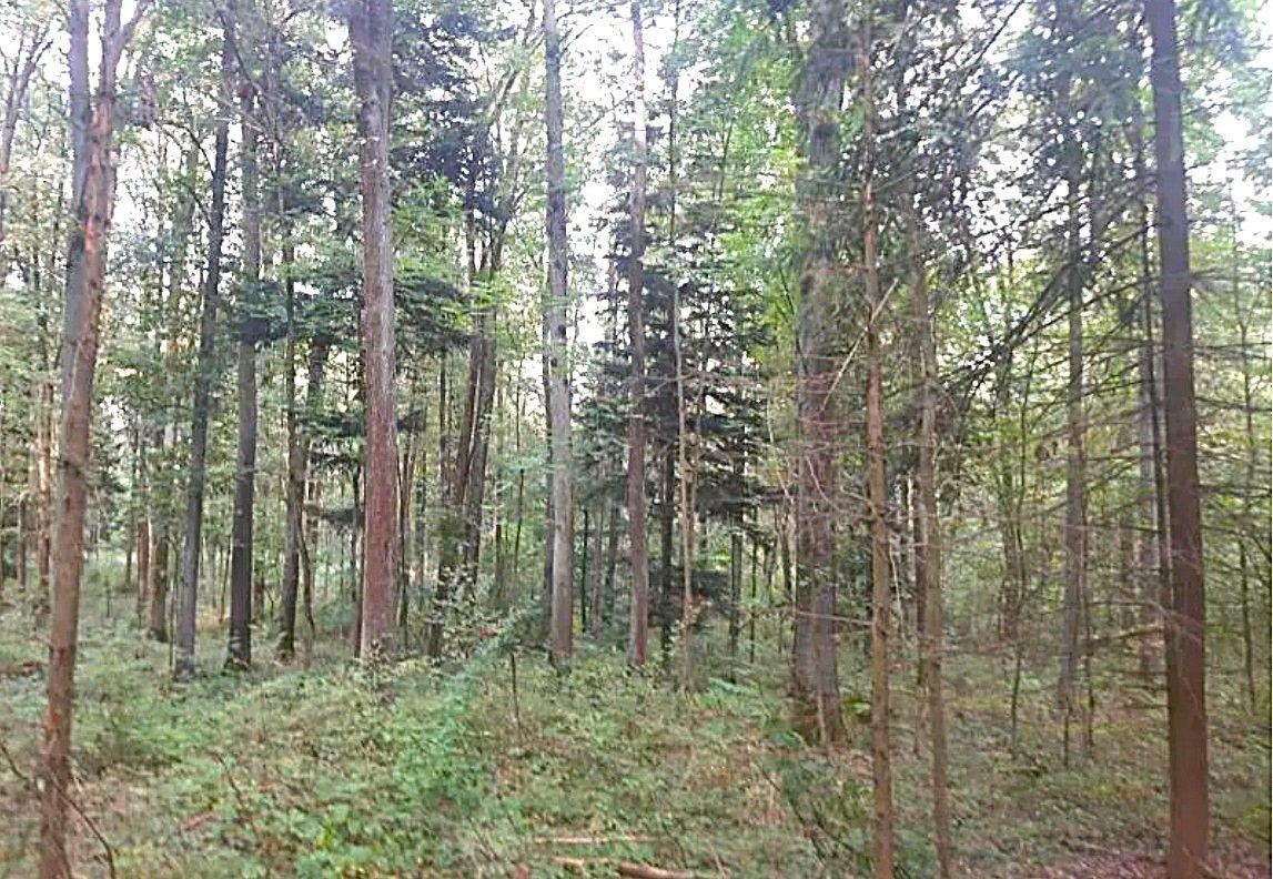 Pozemek pro bydlení · Bohuslavice nad Metují, 549 06 - 4