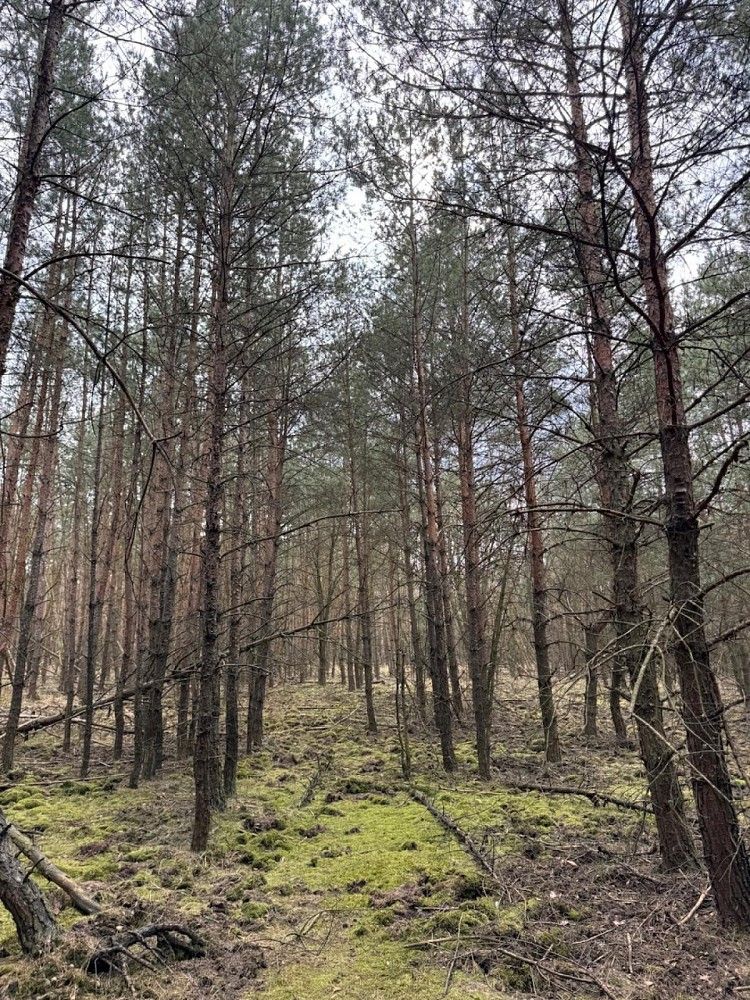 Prodej les - Račice, okres Litoměřice, Ústecký kraj - 5