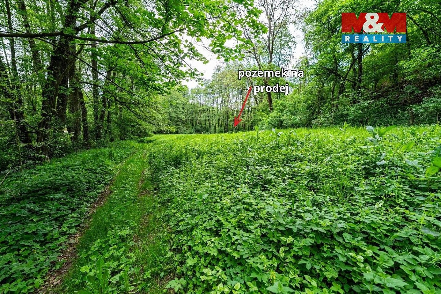 Les · Červené Pečky - Bohouňovice I, okres Kolín - 3