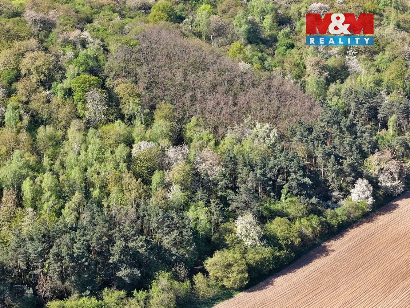 Les · Kounice, okres Nymburk, Středočeský kraj - 4