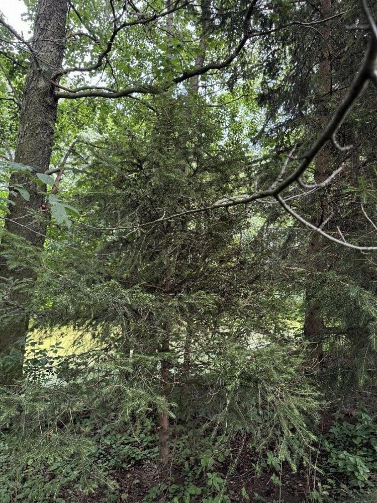 Prodej les - Kojice - Dolní Bělá - 5