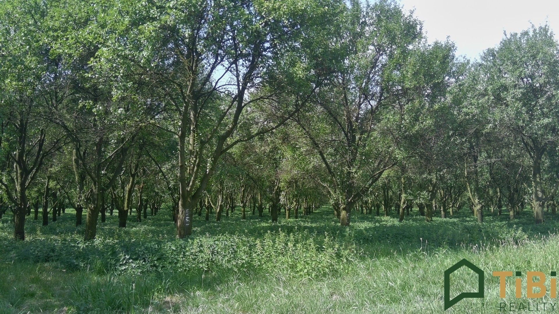 Pozemek · 5 319 m² · Vanovice - 4