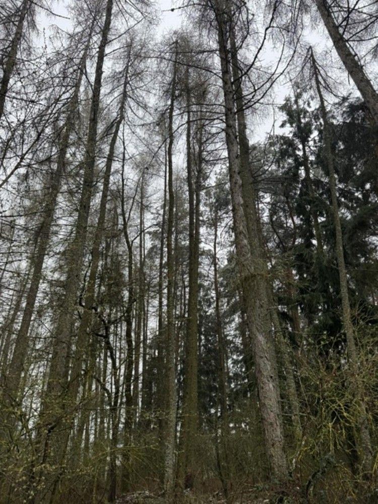 Prodej les - Frymburk - Druztová, okres Klatovy, Plzeňský kraj - 1