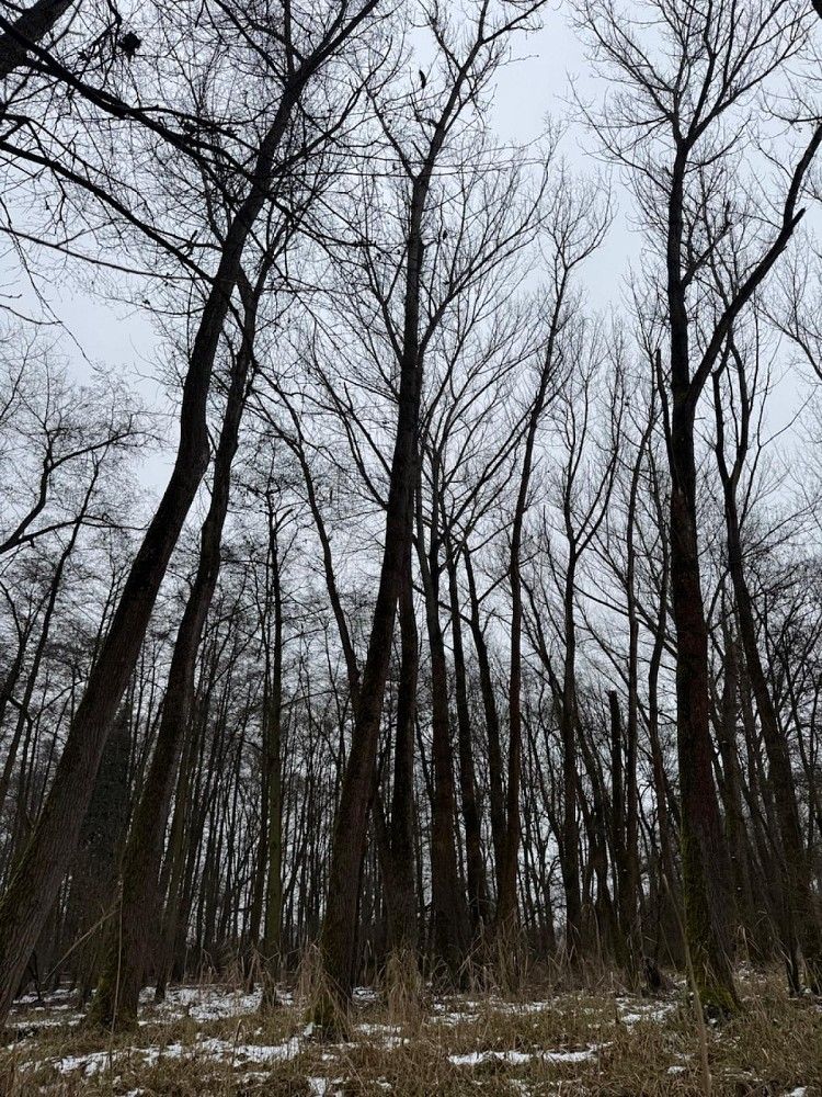 Les · Přerov nad Labem - Drnovice, okres Nymburk, Středočeský kraj - 3