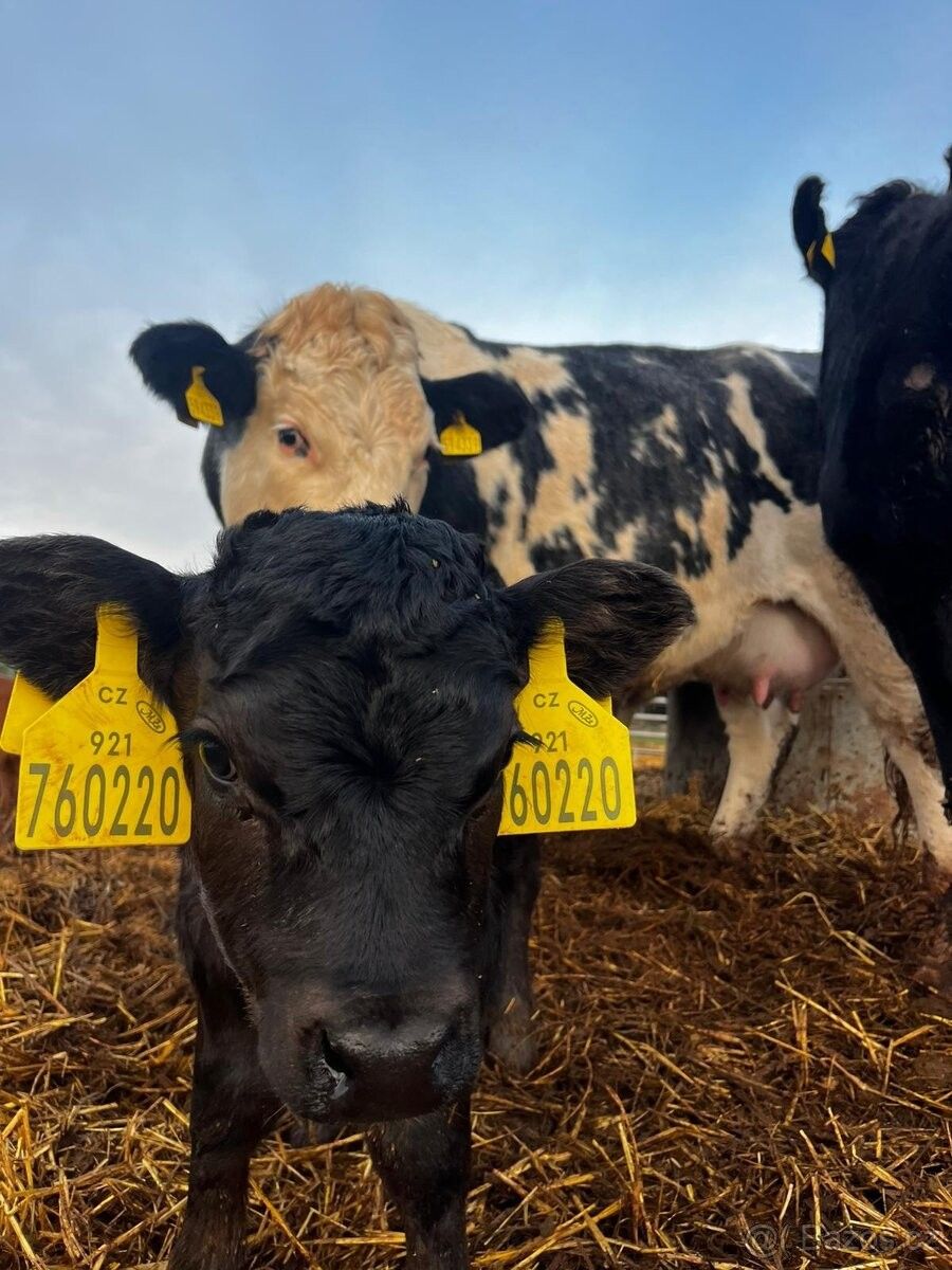 Pronájem pozemek pro bydlení - Třebíz, 273 75