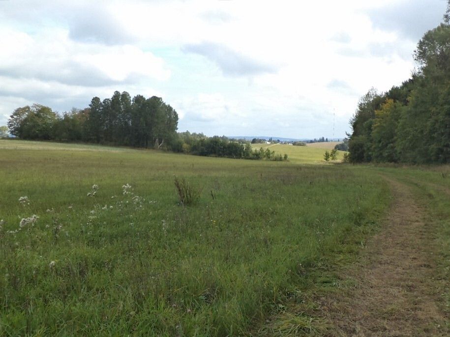 Prodej louka - Ctiboř, okres Tachov, Plzeňský kraj - 5