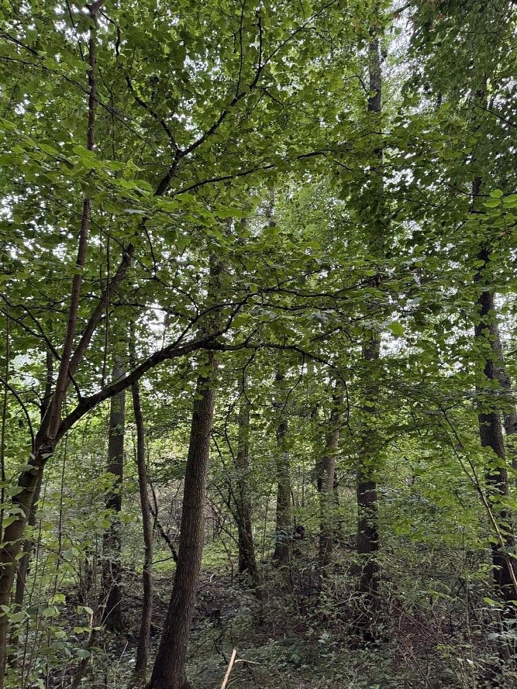 Prodej pozemek - Blíževedly - Nýřany, okres Česká Lípa, Liberecký kraj - 5