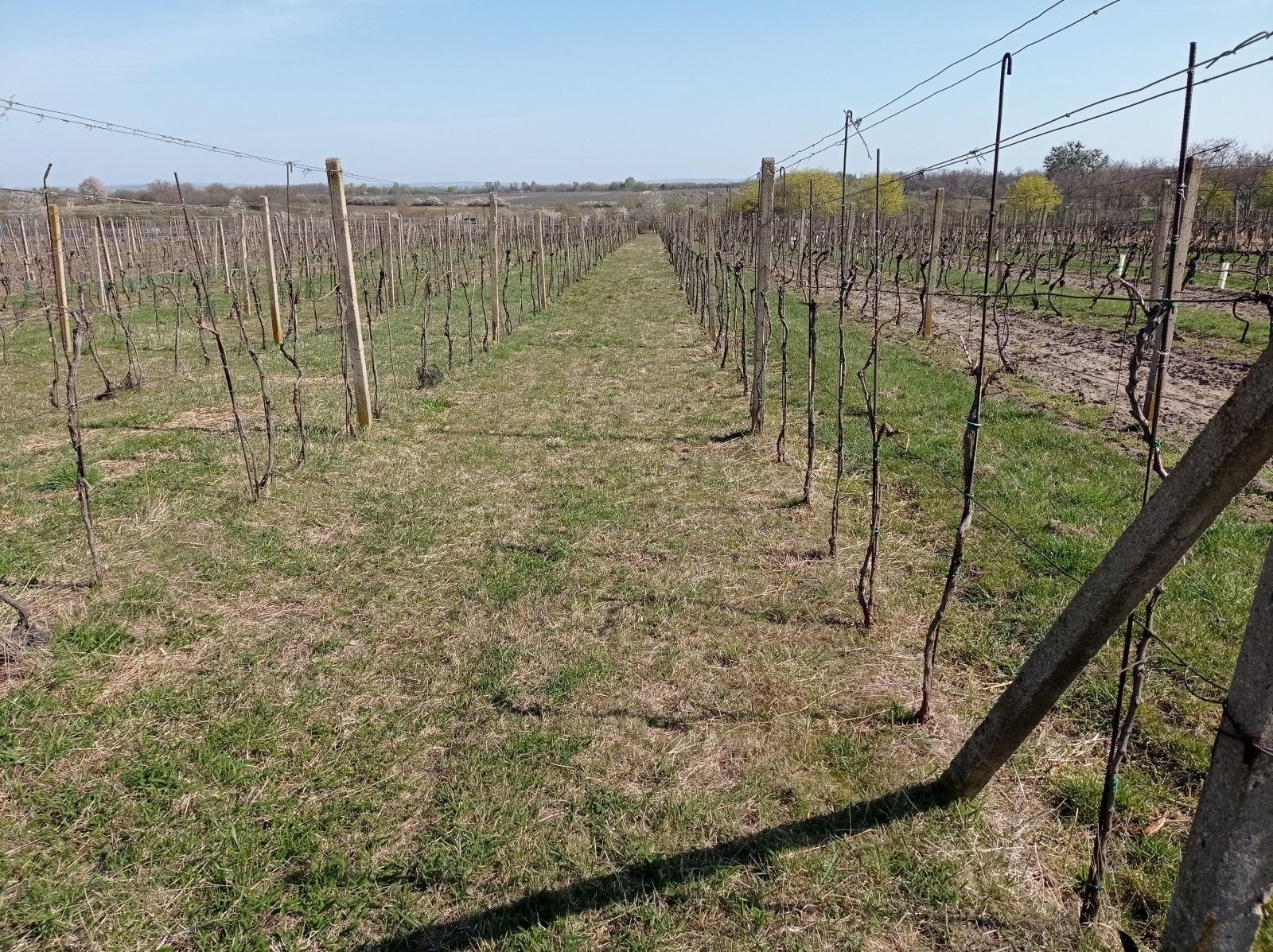 Prodej pozemek - Valtice, 2 m²