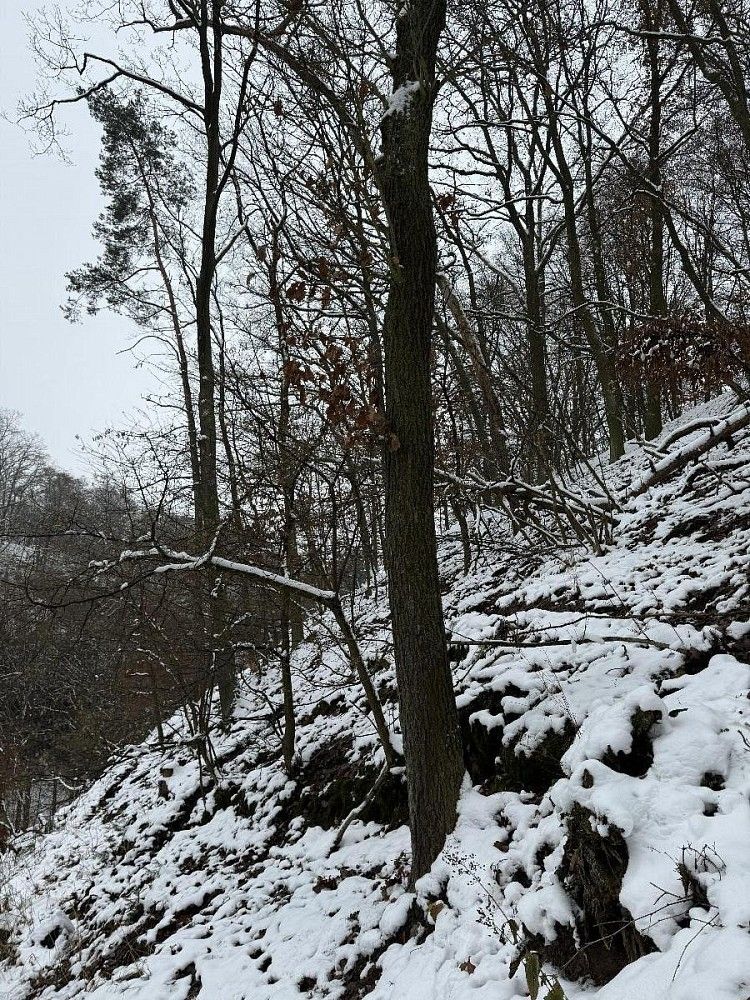 Lesy, Drnovice, okres Vyškov, Jihomoravský kraj - 2