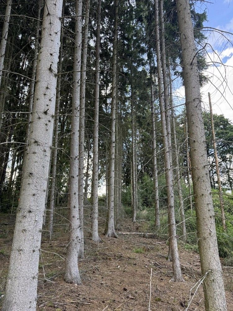 Prodej les - Jiříkov - Starý Jiříkov, okres Děčín, Ústecký kraj - 5