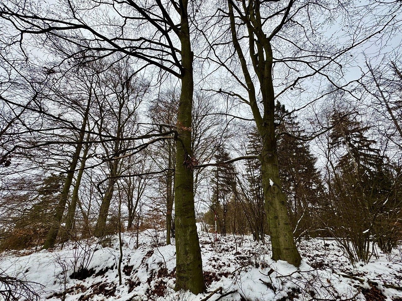 Prodej les - Zábřeh - Václavov, okres Šumperk - 5