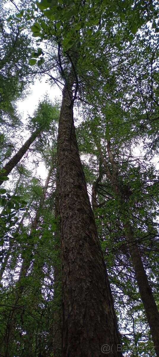 Prodej pozemek pro bydlení - Letovice, 679 61