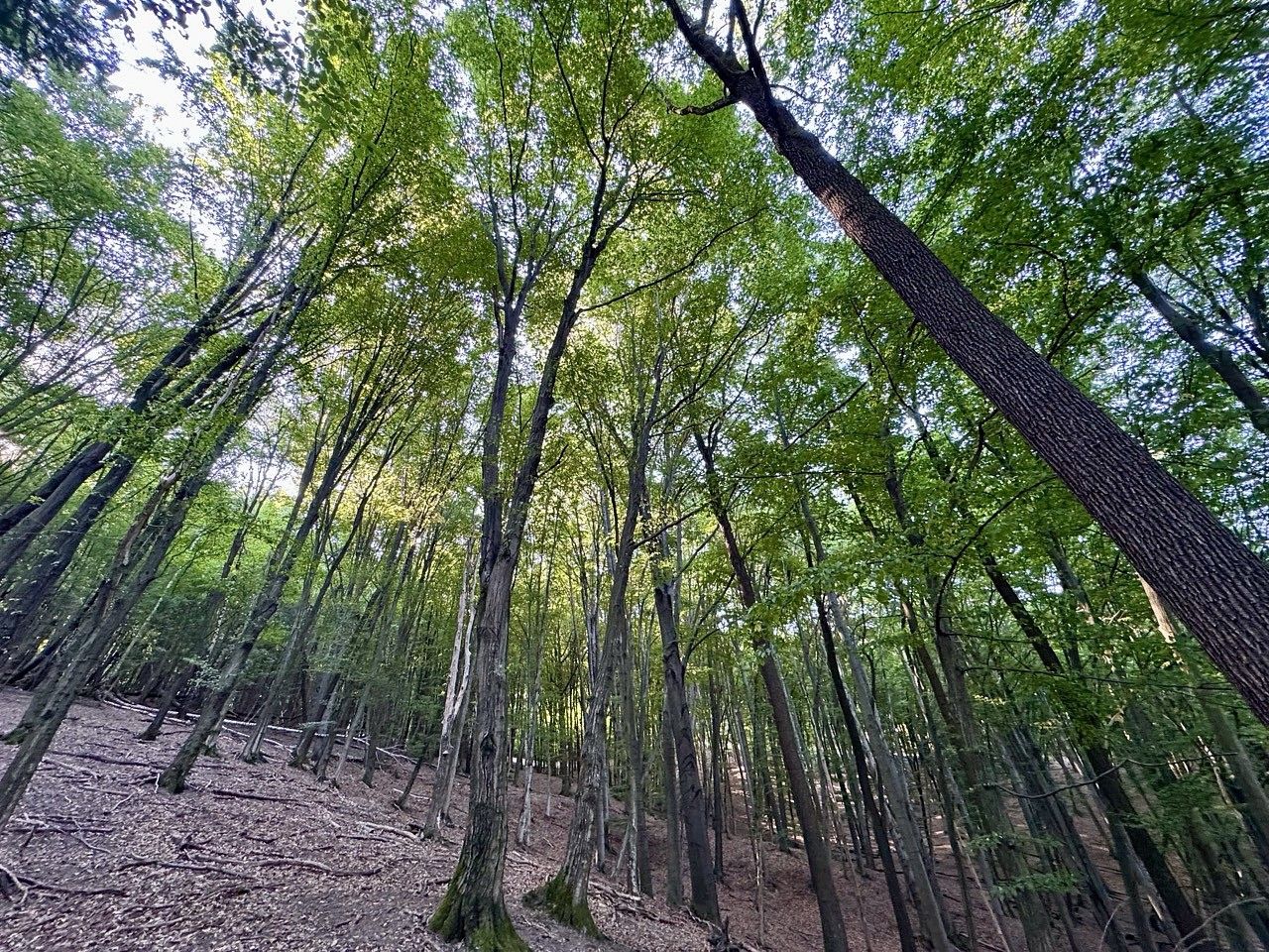 Lesy, Trnava, okres Zlín, Zlínský kraj - 2