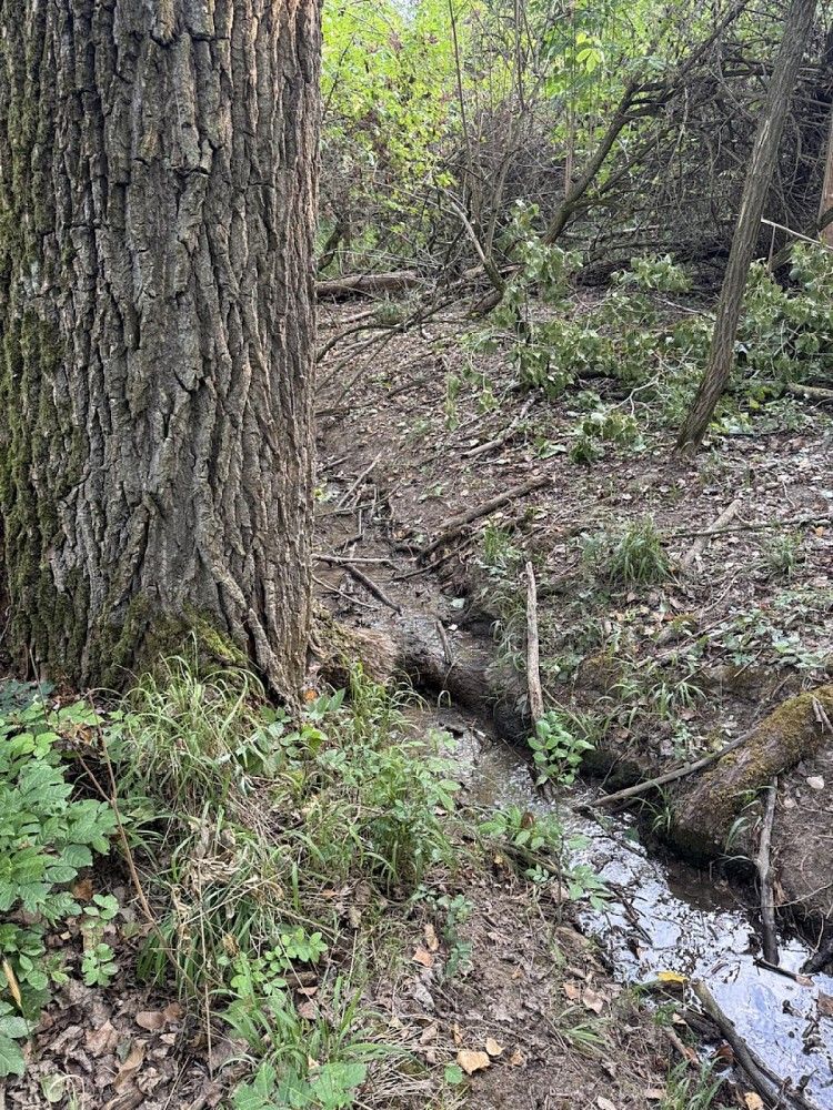 Prodej les - Velatice - 5