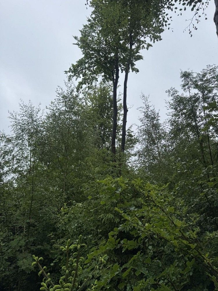 Les · Tanvald - Vlkošov, okres Jablonec nad Nisou, Liberecký kraj - 3