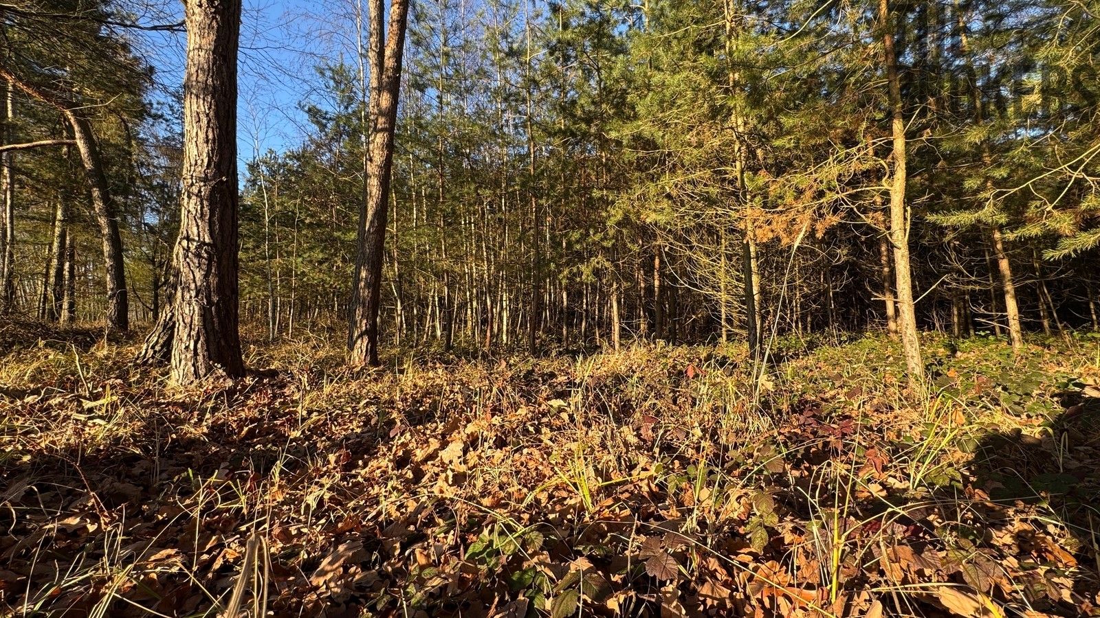 Lesy, Pardubice, 8 m²