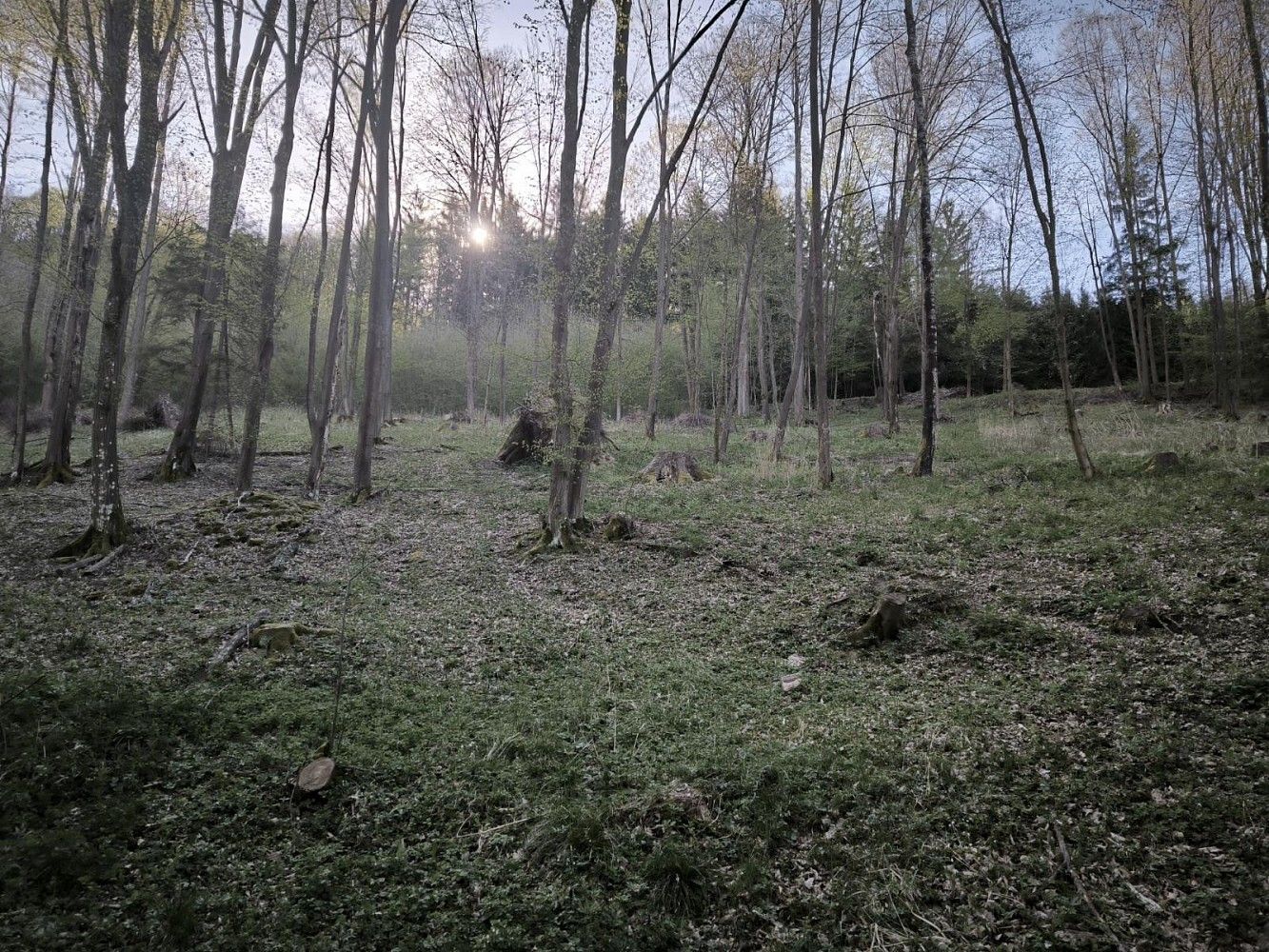 Lesy, Zděchov - Nemojany, okres Vsetín, Zlínský kraj - 2