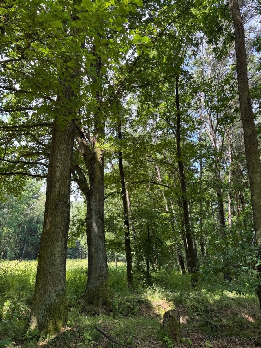 Prodej pozemek pro bydlení - Třeboň, 379 01