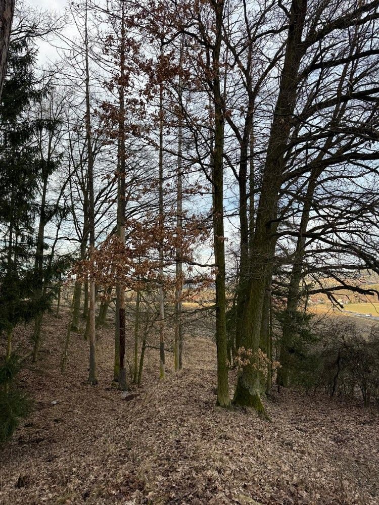 Prodej les - Dolany, okres Klatovy, Plzeňský kraj - 5