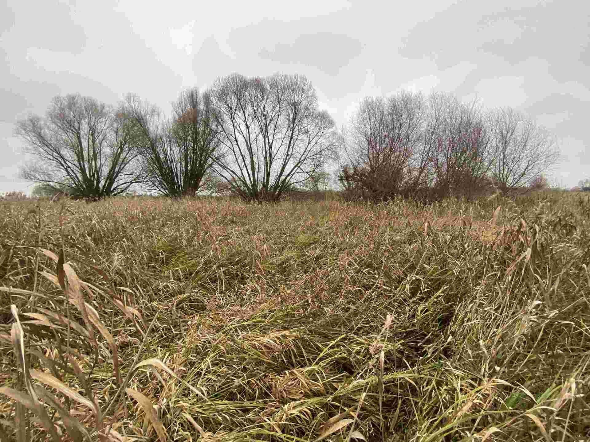 Prodej pozemek - Křenovice, 4 m²