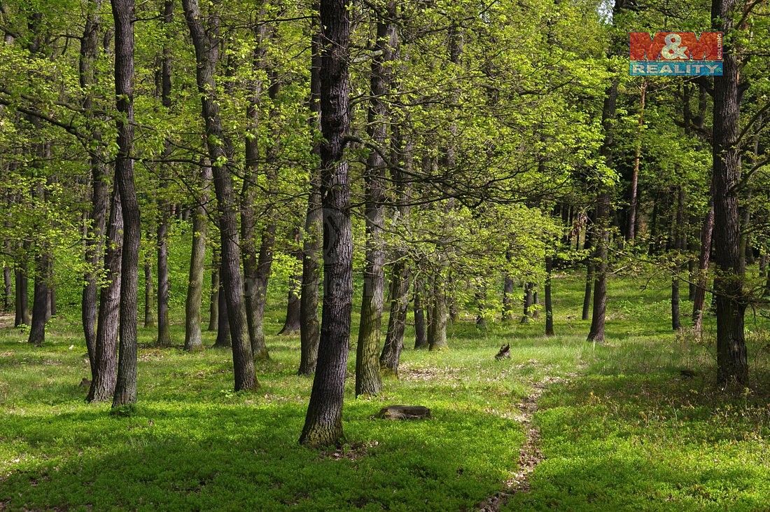 Lesy, Nýdek, okres Frýdek-Místek, Moravskoslezský kraj