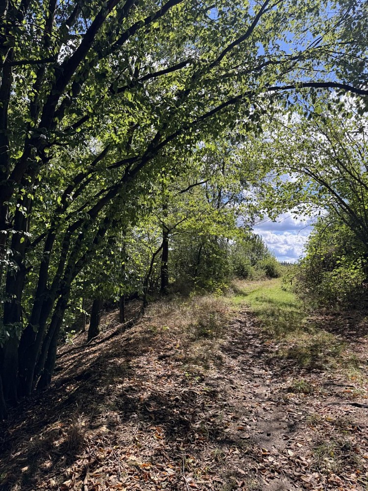 Prodej les - Vlkančice - 5