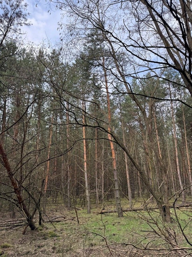 Les · Račice, okres Litoměřice, Ústecký kraj - 4